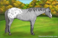 Horse Color:Blue Roan Splash Blanket 