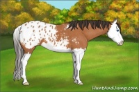 Horse Color:Bay Splash Appaloosa 