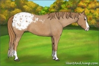 Horse Color:Chestnut Splash Appaloosa 