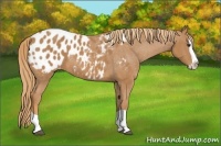 Horse Color:Chestnut Splash Appaloosa 