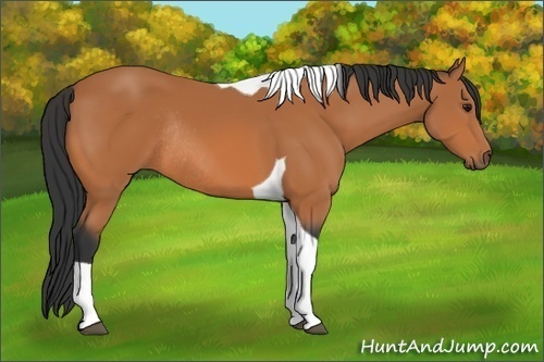 Horse Color: Bay Tobiano Rabicano 