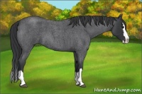 Horse Color:Blue Roan Splash 