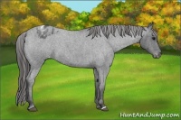 Horse Color:Blue Roan Blanket 