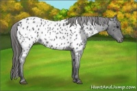 Horse Color:Blue Roan Blanket 