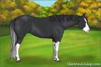 Horse Color:Black Splash 