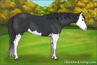 Horse Color:Black Splash 