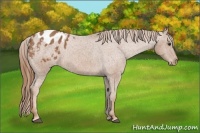 Horse Color:Chestnut Appaloosa 