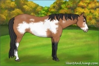 Horse Color:Bay Frame 
