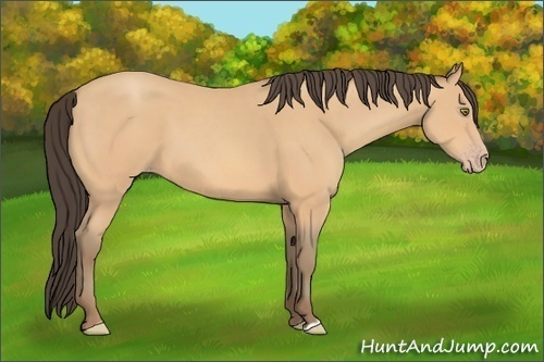 Horse Color: Amber Champagne 