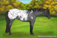 Horse Color:Blue Roan Blanket 