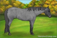 Horse Color:Blue Roan Varnish 