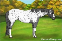 Horse Color:Blue Roan Near Leopard 