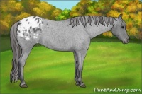 Horse Color:Blue Roan Appaloosa 
