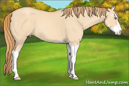 Horse Color: Gold Champagne Dun Sabino 