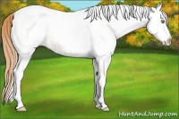 Horse Color:White Spotted Gold Champagne