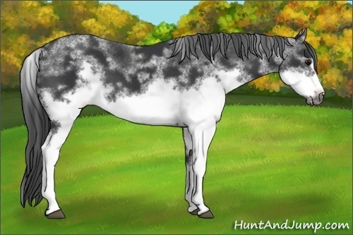 Horse Color: White Spotted Black Frame 