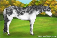 Horse Color:White Spotted Black Frame 