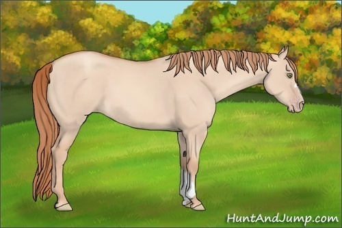 Horse Color: Gold Champagne Dun 