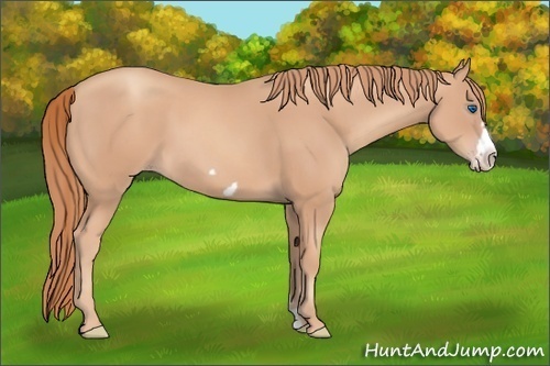 Horse Color: Gold Champagne Frame 