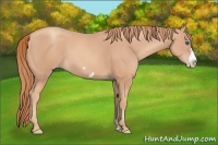 Horse Color:Gold Champagne Frame 