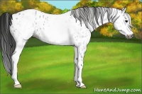 Horse Color:Gray White Spotted Blue Roan Appaloosa 