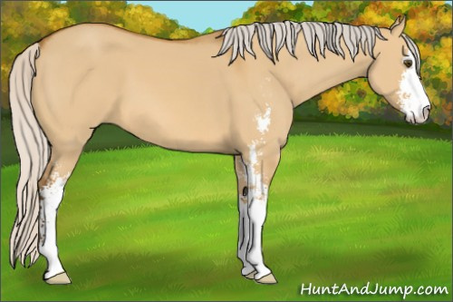 Horse Color: Silver Buckskin Dun Sabino 