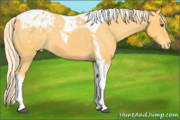 Horse Color:Palomino Tobiano Blanket 