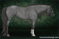Horse Color:Blue Roan Brindle