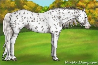 Horse Color:Silver Black Splash Appaloosa 