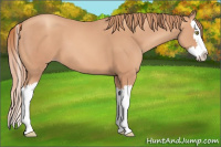 Horse Color:Gold Champagne Splash 
