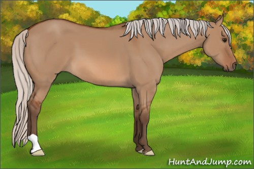 Horse Color: Silver Bay Dun 
