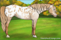 Horse Color:Gray Gold Champagne Dun Appaloosa 