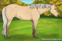 Horse Color:Silver Buckskin Dun 