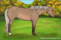 Horse Color:Silver Bay Dun 