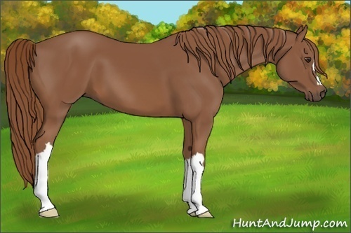 Horse Color: Chestnut 