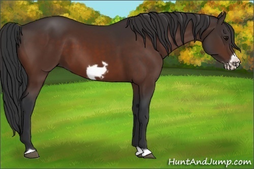 Horse Color: Unknown 