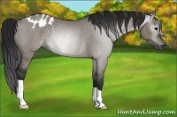 Horse Color:Gray Grullo Blanket Rabicano 