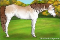 Horse Color:Gray White Spotted Buckskin Pearl 