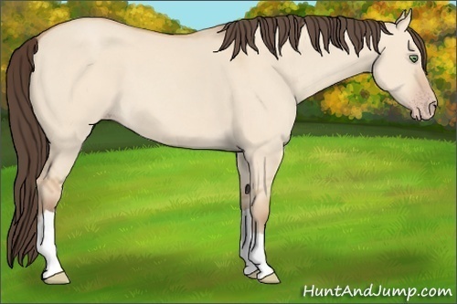 Horse Color:Amber Champagne Dun 
