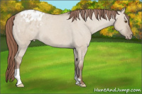 Horse Color:Classic Champagne Dun Appaloosa