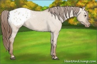 Horse Color:Red Dun Blanket