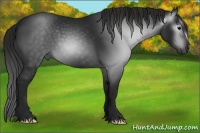 Horse Color:Gray Black 