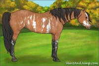 Horse Color:Bay Splash Frame  Brindle