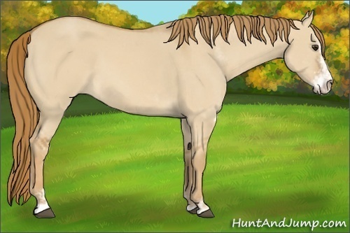 Horse Color:Red Dun Sabino 