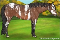 Horse Color:Bay Splash Tobiano Blanket Brindle