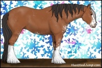 Horse Color:Bay Sabino 