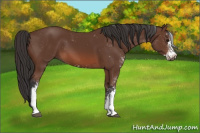 Horse Color:Bay Sabino