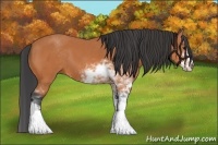 Horse Color:Bay Sabino 