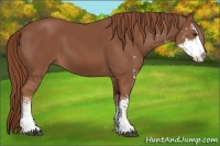 Horse Color:Chestnut Sabino 