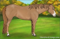 Horse Color:Chestnut Sabino 